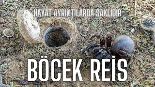 tuzak kapılı örümcek bulma tekniği #BöcekReis (trapdoor spiders)