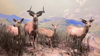 Visiting American Museum Of Natural History NY. to much to see😀This is some of the animals pictures.