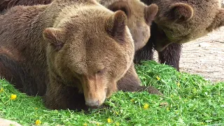 Кормление медведей / Годування ведмедів / Feeding bears