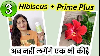 🔴HIBISCUS PLANT GROWING TIPS/ PRIME PLUS FOR PLANTS/GET DAILY FLOWERS IN HIBISCUS/  गुड़हल #gardening