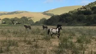 Return to Freedom's American Wild Horse Sanctuary Stallions