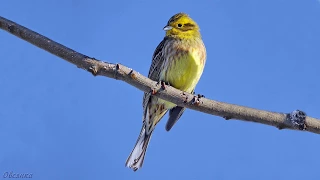 Голоса птиц Как поёт Овсянка обыкновенная Emberiza citrinella