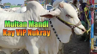 Multan Cow Mandi Kay Vip Nukray Aj Bohat Heavy Janwar Aye Dil Khush Ho Gaya 😊 @SSTvs