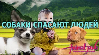 Реальные истории, когда собаки спасали жизни людей