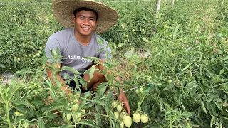 TRELLISING and PRUNING  TOMATO para MADAMING BUNGA - Best Farmers Practice