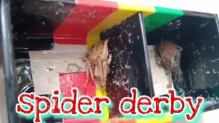 Spider derby na malulupit na laban🕷️💪💯