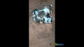 mother rabbit feeding babies | CP