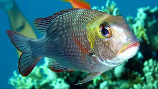 Underwater World of the Red sea. Обитатели Красного моря. Шарм эль Шейх. Египет.