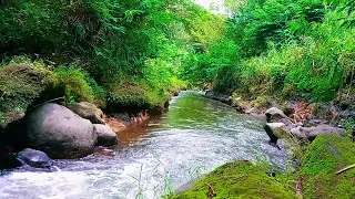 Nature sound bird chirping tropical river for meditation spa room relaxation healing avoid stress