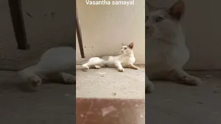 cat video