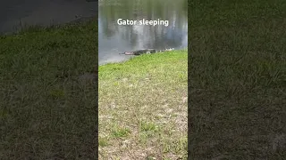 Gator sleeping #alligator #sleeping ng