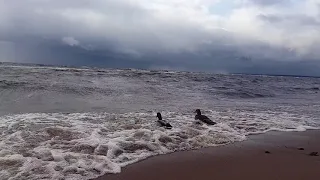 Осень видео. Зеленогорск. Красивое видео. Видео прогулка. Ленинградская область.