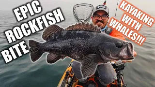 Kayak Fishing With Whales: Epic Rockfish Bite [Old Town Sportsman's PDL 120]