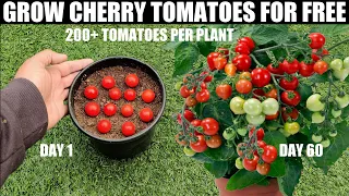 How To Grow Tomatoes | Cherry Tomatoes