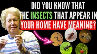 DID you Know The HIDDEN Spiritual Meanings of The Insects in Your House🐞🦋GOOD OR BAD?