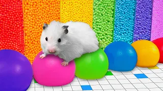 🌈 Colorful Hamster Maze with Balloons 💀 [OBSTACLE COURSE]