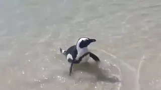 Penguins swimming with children in South Africa, Boulders Beach Cape Town