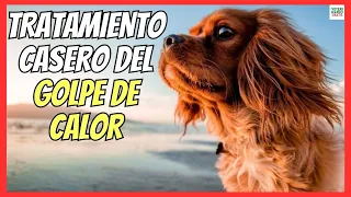 ¿CÓMO SOLUCIONAR UN GOLPE DE CALOR EN PERROS CON UN TRATAMIENTO CASERO?