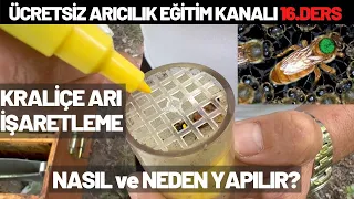 Ana Arı - Kraliçe Arı Neden İşaretlenir? Nasıl Yapılır? Ücretsiz Arıcılık Eğitimi 16.Ders