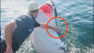 Мужчина спас белую акулу, он и подумать не мог, как та его отблагодарит, взгляните на это