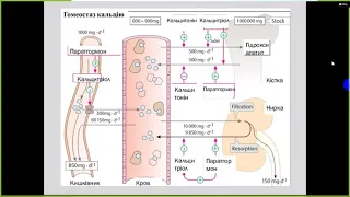 Біохімія сполучна тканина частина 2