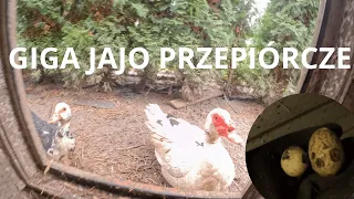 TAKIEGO JAJ JESZCZE NIE BYŁO🤣