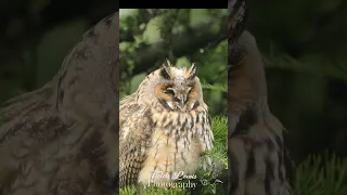 Baby long eared owl