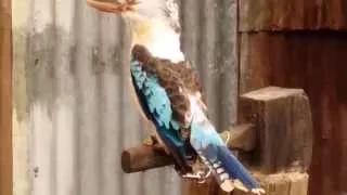 Австралия. Птицы.  Австралийская голубая кукэбара (Australian Kookaburra)
