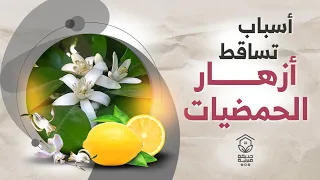 أسباب تساقط أزهار الليمون والحمضيات ؟   Why the leaves of citrus trees falling