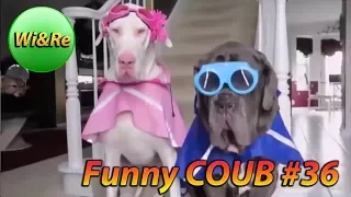 Funny COUB Style #36 ⁄⁄Лучшее в Coub  ПРИКОЛЫ Best Coub