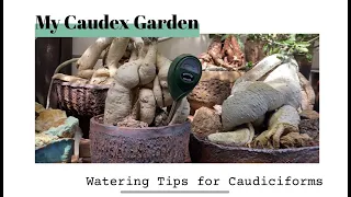 Watering Tips - Plant Care for your Caudiciforms/ How to water your