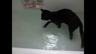 Наш котик Кузя любит плавать в ванне