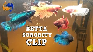 Betta Sorority Advice, How To Keep More Than One Betta In An Aquarium, Clip From Tank Talk Live