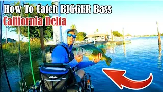 How To Catch BIGGER Bass at California Delta | Use THIS Bait