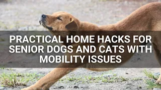 Practical Home Hacks for Senior Dogs and Cats with Mobility Issues