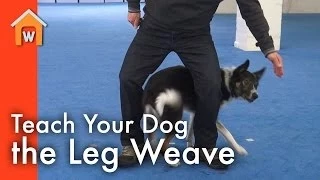 Teach Your Dog the Leg Weave