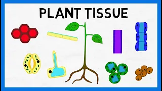 Plant Tissue