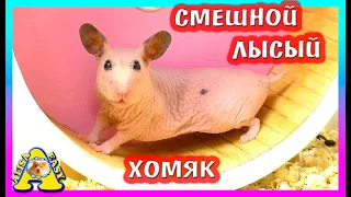 ЛЫСЫЙ ХОМЯК ЧУТЬ НЕ ЛОПНУЛ / ЕДУ ВИДНО СКВОЗЬ КОЖУ / СМЕШНОЙ СИРИЙСКИЙ ХОМЯК / Alisa Easy Pets