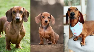 Funny and Cute Miniature dachshund compilation in 2022