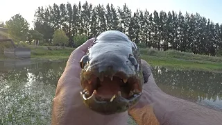 Wolf Fish on Topwater lures ARGENTINA