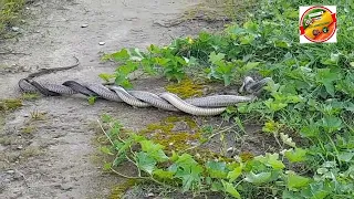 The Philippines Rattle Snake caught Love making on the grass here in San Rafael Brgy10A Davao City.👊