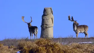 🎥 One winter day in the Tarutino steppe 🦌 ❄️