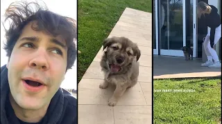 David Dobrik Fosters a Puppy! - Vlog Squad Instagram Stories 26