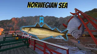 Russian Fishing 4 RF4 - Norwegian Sea -Pollock blue trophy