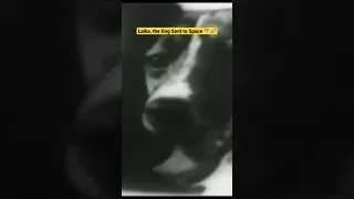 Laika the Space Dog Actual Footage 🐕🚀