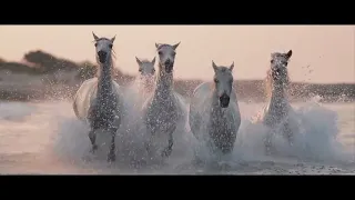 Kůň bílý (Eva Burešová ft. Václav Bárta) (zť)