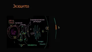 Экзоцитоз (видео 13)  | Мембранный транспорт  | Биология