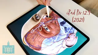 M1 iPad Pro review (2021): Medical Student perspective