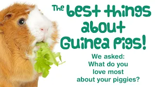 9 BEST Things About Having GUINEA PIGS! | What You LOVE MOST About Looking After Guinea Pigs