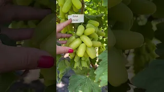 12 серпня. Огляд раннього винограду